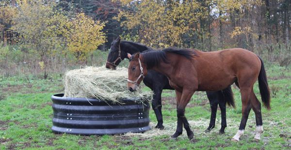 Futterring aus Kunststoff or Futtertrog, Trinkbecher und Wassertrog