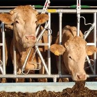 Herkömmliche und Sicherheitsfanggitter